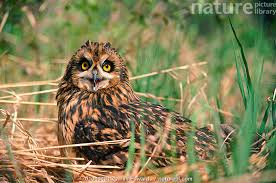 Attēlu rezultāti vaicājumam “Asio flammeus”