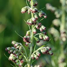 Attēlu rezultāti vaicājumam “Artemisia vulgaris flower”