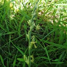 Attēlu rezultāti vaicājumam “Lolium perenne”