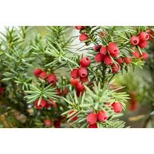 Attēlu rezultāti vaicājumam “Taxus baccata fruit”