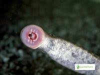 Image result for Lampetra fluviatilis