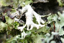 Attēlu rezultāti vaicājumam “Tuckermannopsis chlorophylla”