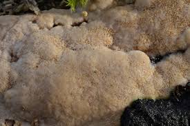 Attēlu rezultāti vaicājumam “Perenniporia medulla-panis”