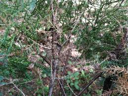 Attēlu rezultāti vaicājumam “Gymnosporangium sabinae”