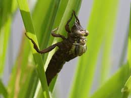 Attēlu rezultāti vaicājumam “Gomphus vulgatissimus”