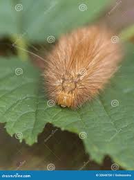 Attēlu rezultāti vaicājumam “Spilosoma lutea larva”