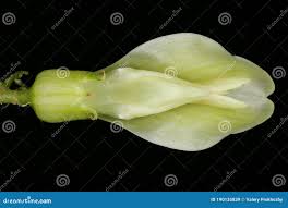 Attēlu rezultāti vaicājumam “Astragalus glycyphyllos flower”