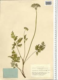 Attēlu rezultāti vaicājumam “Conioselinum tataricum”