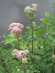 Attēlu rezultāti vaicājumam “Eupatorium cannabinum flower”