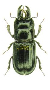 Attēlu rezultāti vaicājumam “Ceruchus chrysomelinus larva”