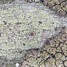 Attēlu rezultāti vaicājumam “Lecanora conizaeoides”