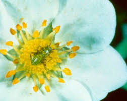 Attēlu rezultāti vaicājumam “Lygus nymph nymph”