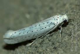 Attēlu rezultāti vaicājumam “Semioscopis avellanella imago”