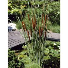 Attēlu rezultāti vaicājumam “Typha angustifolia”