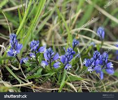 Attēlu rezultāti vaicājumam “Polygala vulgaris”
