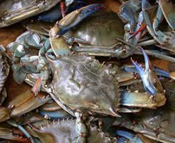 Image result for Callinectes sapidus