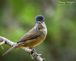 Image result for Sylvia atricapilla