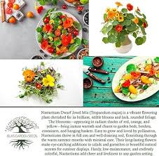 Attēlu rezultāti vaicājumam “Tropaeolum majus fruit”