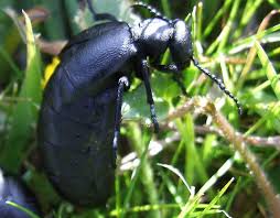 Attēlu rezultāti vaicājumam “Meloidae”