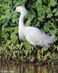 Image result for Egretta thula