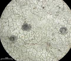 Attēlu rezultāti vaicājumam “Stictis”