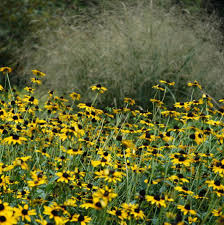 Image result for Rudbeckia fulgida