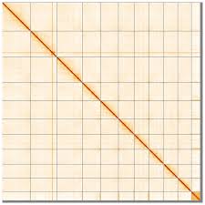 Attēlu rezultāti vaicājumam “Isothecium myosuroides sporophyte”