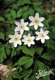 Attēlu rezultāti vaicājumam “Anemone nemorosa flower”