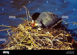 Attēlu rezultāti vaicājumam “Fulica atra eggs”