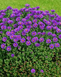 Image result for Aster novae-angliae