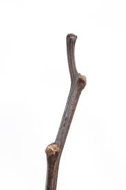 Attēlu rezultāti vaicājumam “Robinia pseudoacacia leaf”