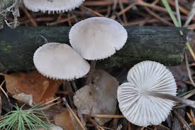 Attēlu rezultāti vaicājumam “Mycena zephirus”