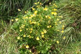 Attēlu rezultāti vaicājumam “Ranunculus polyanthemos”