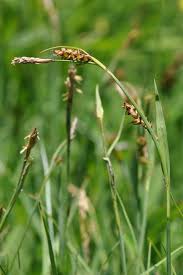 Attēlu rezultāti vaicājumam “Carex panicea”