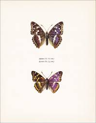 Attēlu rezultāti vaicājumam “Apatura iris”