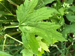 Attēlu rezultāti vaicājumam “Leonurus cardiaca leaf”