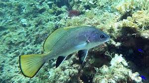 Image result for Sciaena umbra