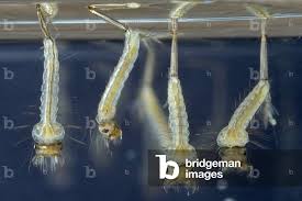 Attēlu rezultāti vaicājumam “Culex pipiens larva”