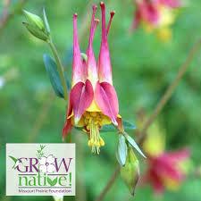 Image result for Campanula strigosa