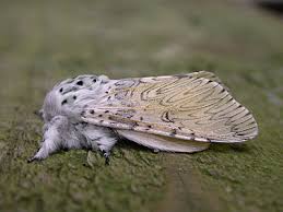 Attēlu rezultāti vaicājumam “Cerura vinula imago”