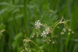 Attēlu rezultāti vaicājumam “Chaerophyllum aromaticum flower”
