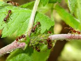 Attēlu rezultāti vaicājumam “Phalonidea permixtana”