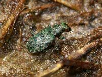 Attēlu rezultāti vaicājumam “Ectinus aterrimus”