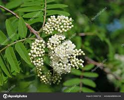 Attēlu rezultāti vaicājumam “Sorbus aucuparia flower”