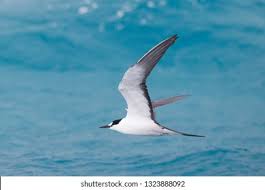 Image result for Onychoprion fuscatus