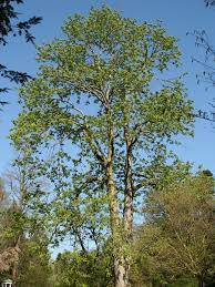 Attēlu rezultāti vaicājumam “Aesculus flava”
