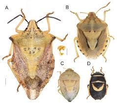Attēlu rezultāti vaicājumam “Carpocoris sp.”
