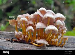 Attēlu rezultāti vaicājumam “Mycena renati”