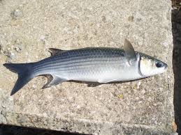 Image result for Chelon richardsonii