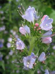 Attēlu rezultāti vaicājumam “Echium vulgare bud”